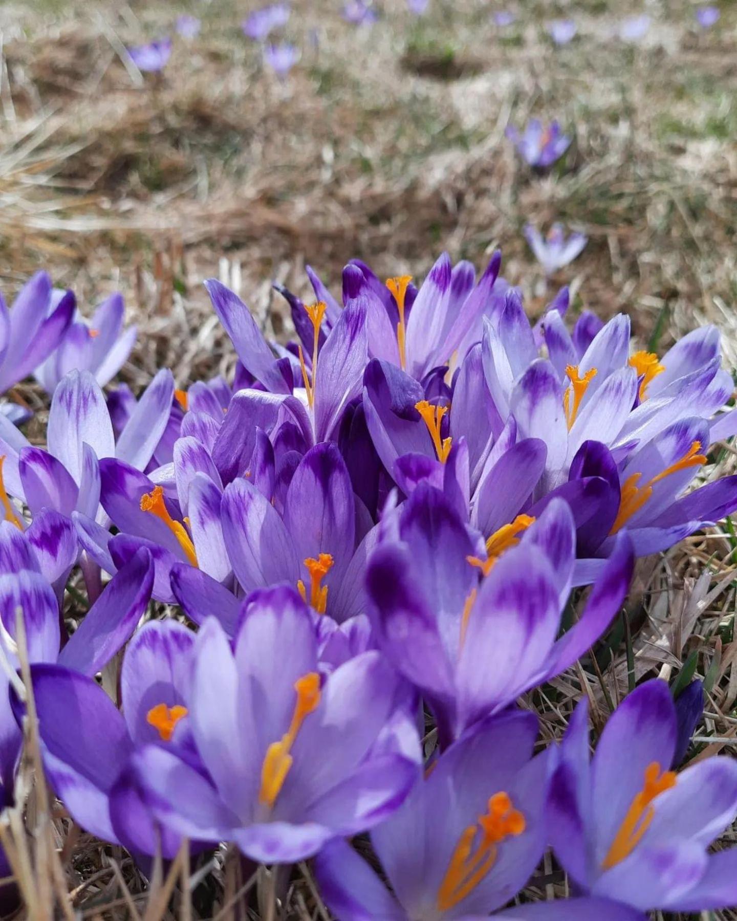 Goralska Chata Przy Dolinie Chocholowskiej Witów 외부 사진